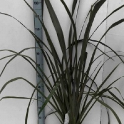 Phormium tenax purpureum