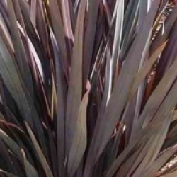 Phormium tenax purpureum - Lin de Nouvelle-Z�lande poupre