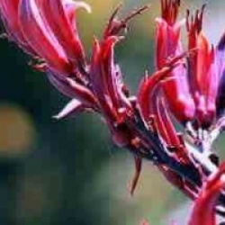 Phormium tenax purpureum