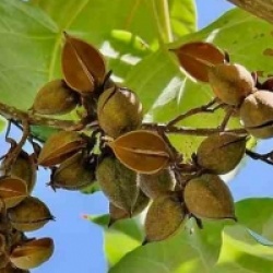 Paulownia tomentosa 