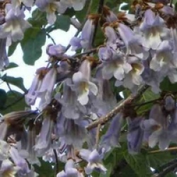 Paulownia tomentosa 