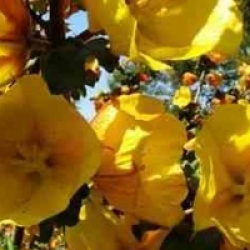 Fremontodendron californicum