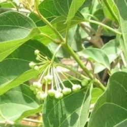 Dregea sinensis