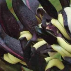 Kennedia nigricans