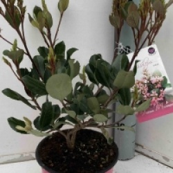 Rhaphiolepis indica Springtime 'Monme' 