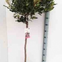 Rhaphiolepis indica Springtime 'Monme' 