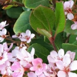 Rhaphiolepis indica Springtime 'Monme' 