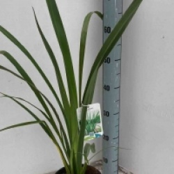 Phormium tenax 