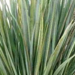 Phormium tenax 