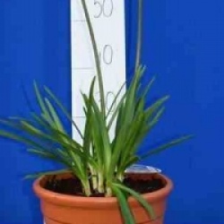 Agapanthus 'Lapis Lazuli'