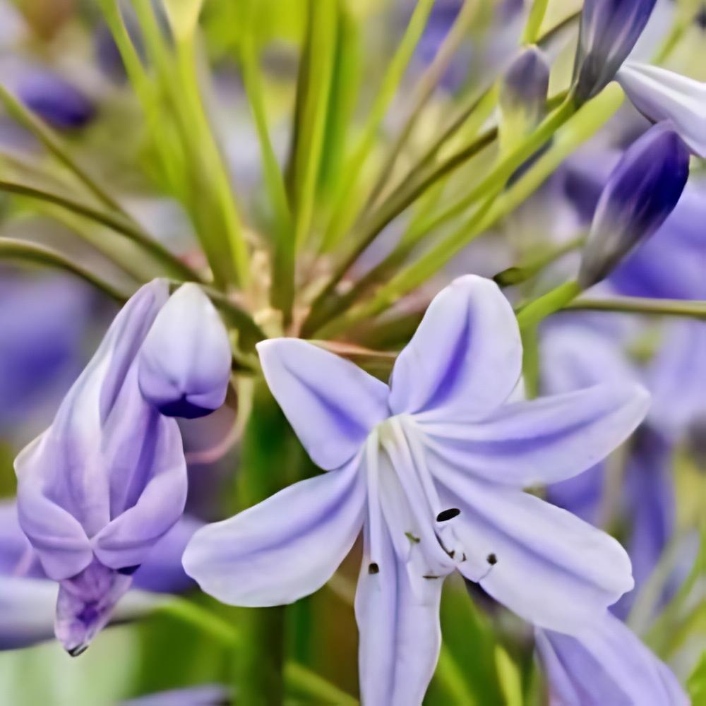 Agapanthus 'Lapis Lazuli' - Agapanthe Lapis Lazuli