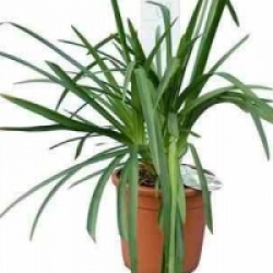 Agapanthus 'Lavender Haze'