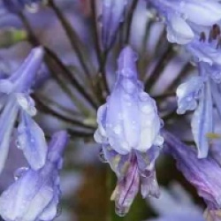 Agapanthus 'Lavender Haze' - Agapanthe Lavender Haze
