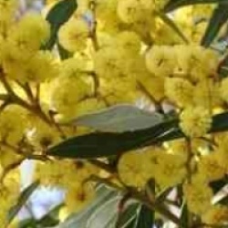 Acacia pycnantha