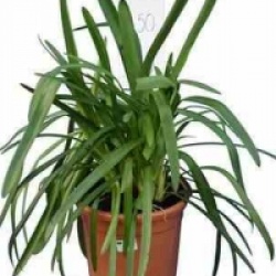 Agapanthus 'Regal Beauty'