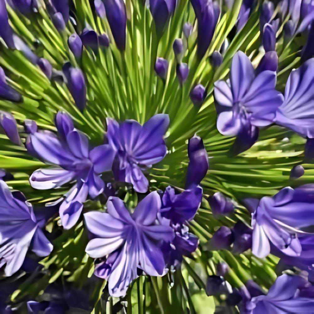 Agapanthus 'Regal Beauty' - Agapanthe � fleurs bleu fonc�