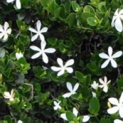 Carissa macrocarpa grandiflora - Prunier du Natal