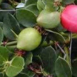 Carissa macrocarpa grandiflora