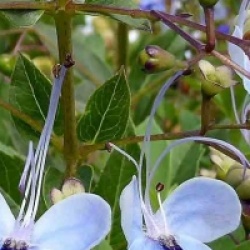 Clerodendrum ugandense