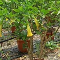 Brugmansia suaveolens