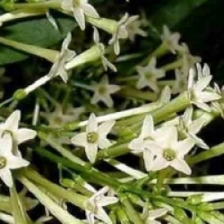 Cestrum nocturnum