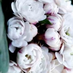 Clerodendrum fragrans - Cl�rodendron fragrans