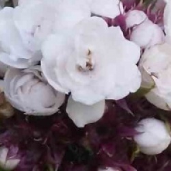 Clerodendrum fragrans