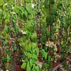 Cl�rodendron de Thomson