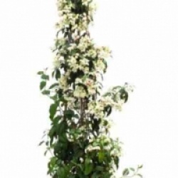 Clerodendrum thomsoniae