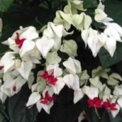 Clerodendrum thomsoniae