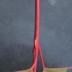 Acer davidii 'Cascade'