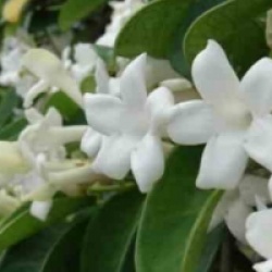 Jasmin de Madagascar