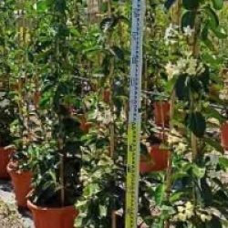 Stephanotis floribunda