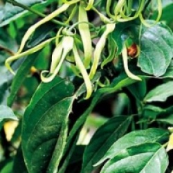 Cananga odorata var. fruticosa