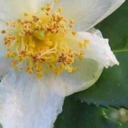 Camellia sinensis  - Arbre � th�, Th�ier
