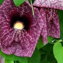 Aristolochia gigantea