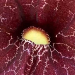 Aristolochia gigantea