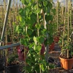 Aristolochia gigantea