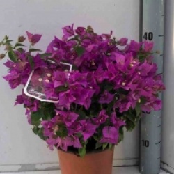 Bougainvillea glabra 'Sanderiana'