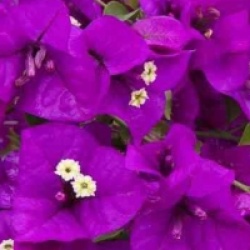 Bougainvillier glabre Sanderiana