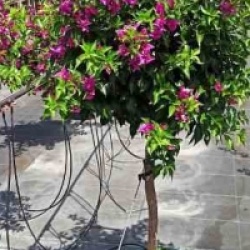Bougainvillea glabra 'Sanderiana'