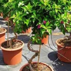 Bougainvillea glabra 'Sanderiana'