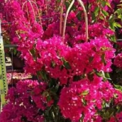 Bougainvillea 'Vera Lynn' - Bougainvillier Vera rose orang�