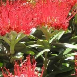 Metrosideros thomasii - Arbre de No�l Springfire
