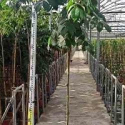 Spathodea campanulata