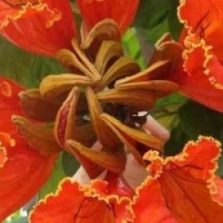 Spathodea campanulata - Tulipier du Gabon