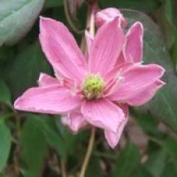 Clematis montana 'Broughton Star' - Cl�matite � petites fleurs Boughton Star