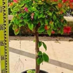 Bougainvillea - Bougainvillier hybride multicolore