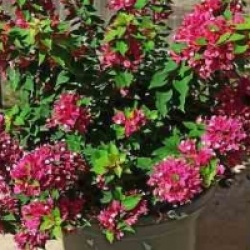 Bougainvillea 'Mini Thai'