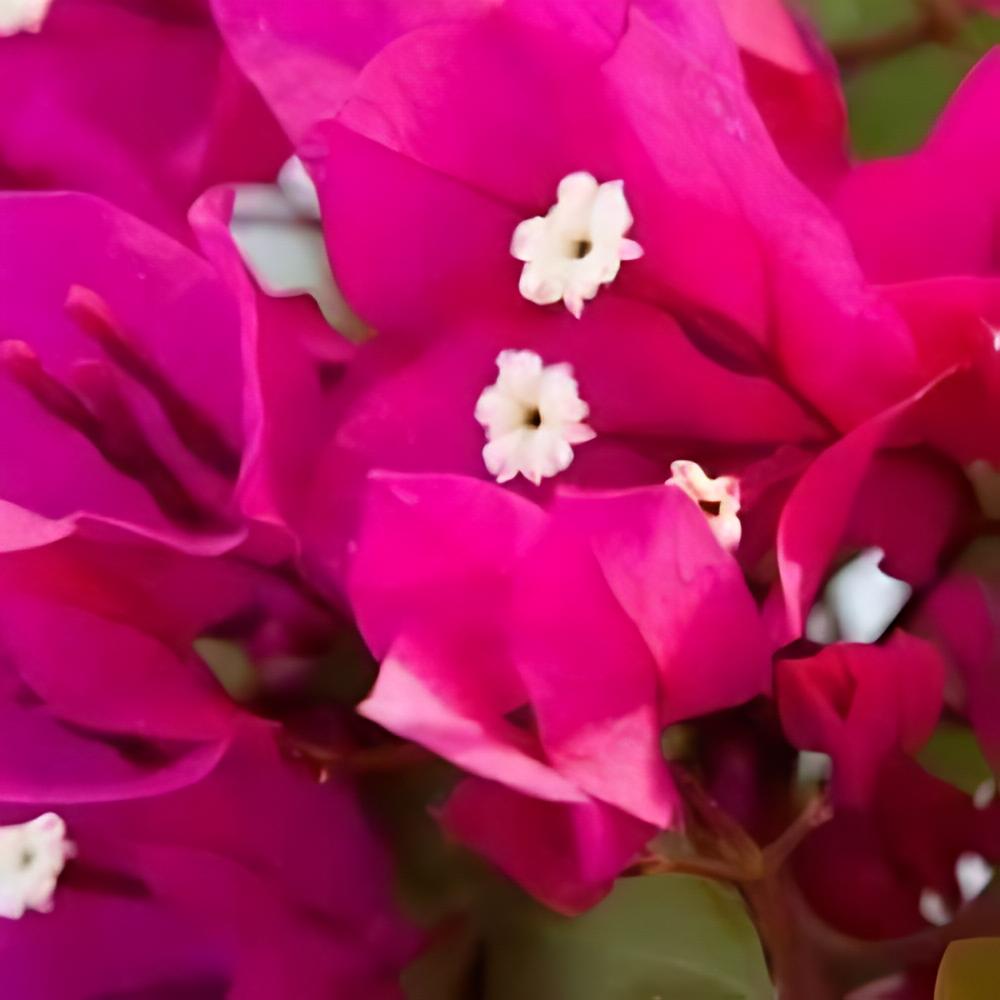Bougainvillea 'Mini Thai' - Bougainvillier nain 'Mini Thai'